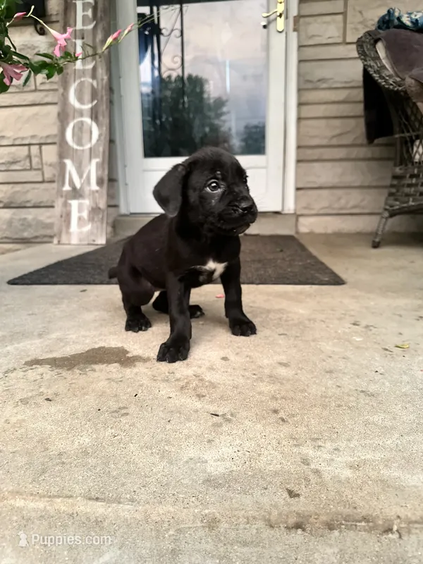 Boy #3 updated  – Cane Corso puppy for sale in Louisville, KY