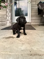 Boy #3 updated , a male Cane Corso for sale in Louisville, KY – 1 of 10