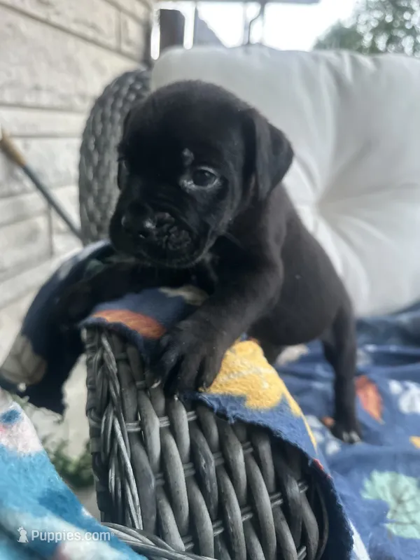 Girl # 4 – Cane Corso puppy for sale in Louisville, KY