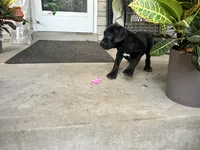 Layla , a female Cane Corso for sale in Louisville, KY – 3 of 7
