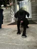 Boy #3 updated , a male Cane Corso for sale in Louisville, KY – 9 of 10