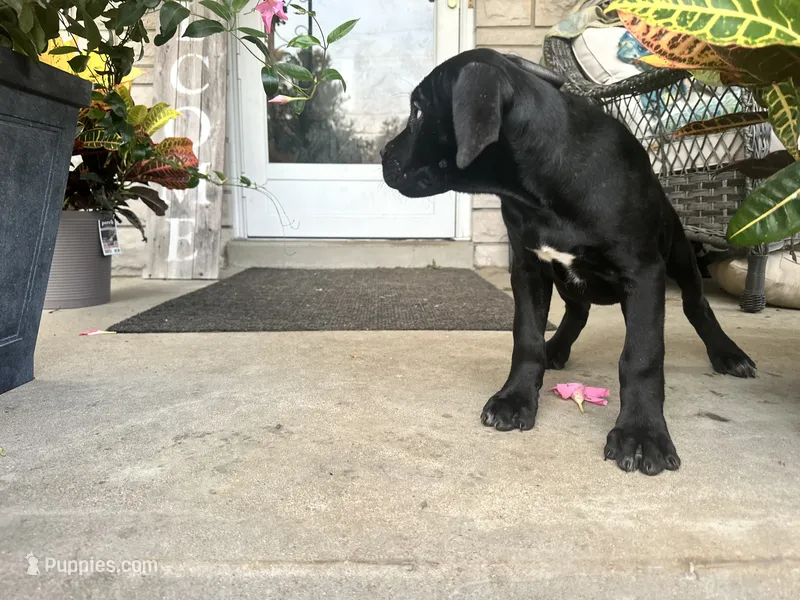 Layla  – Cane Corso puppy for sale in Louisville, KY