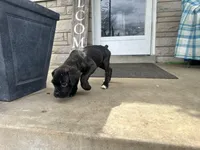 Girl #4, a female Boxer and Cane Corso for sale in Louisville, KY – Photo 9 of 10