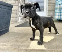Girl #4, a female Boxer and Cane Corso for sale in Louisville, KY – Photo 1 of 10
