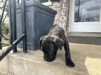 Girl #4, a female Boxer and Cane Corso for sale in Louisville, KY – Photo 7 of 10