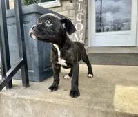 Girl #4, a female Boxer and Cane Corso for sale in Louisville, KY – Photo 5 of 10