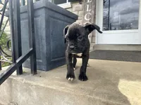 Girl #4, a female Boxer and Cane Corso for sale in Louisville, KY – Photo 8 of 10