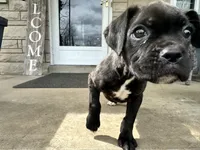 Girl #4, a female Boxer and Cane Corso for sale in Louisville, KY – Photo 3 of 10