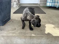 Girl #4, a female Boxer and Cane Corso for sale in Louisville, KY – Photo 10 of 10