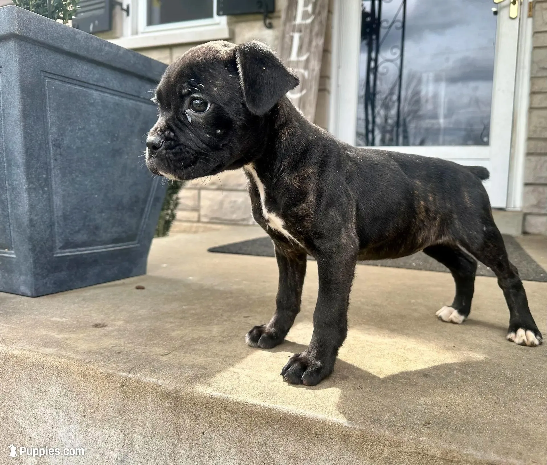 Girl #4 – Boxer, Cane Corso puppy for sale in Louisville, KY