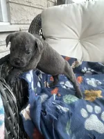 Girl # 3, a female Cane Corso for sale in Louisville, KY – 7 of 9