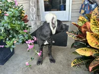 Sadie * ears cropped *, a male Cane Corso for sale in Louisville, KY – 3 of 8
