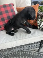 Layla , a female Cane Corso for sale in Louisville, KY – 6 of 7