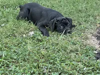 Layla - Cane Corso Pup , a female Cane Corso for sale in Louisville, KY – 6 of 10