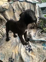 girl # 4 updated, a female Cane Corso for sale in Louisville, KY – 6 of 10