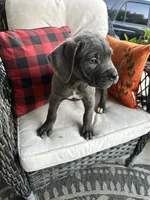 Sadie , a female Cane Corso for sale in Louisville, KY – 2 of 9