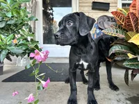 Lola , a male Cane Corso for sale in Louisville, KY – 4 of 8