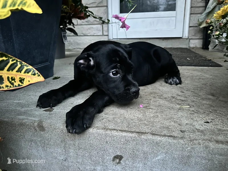 Layla - Cane Corso  – Cane Corso puppy for sale in Louisville, KY
