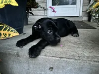 Layla - Cane Corso , a female Cane Corso for sale in Louisville, KY – 1 of 9