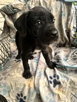 Girl #1 updated , a female Cane Corso for sale in Louisville, KY – 3 of 9