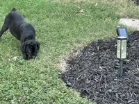 Layla - Cane Corso Pup , a female Cane Corso for sale in Louisville, KY – 3 of 10