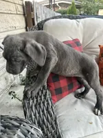 Sadie , a female Cane Corso for sale in Louisville, KY – 3 of 9