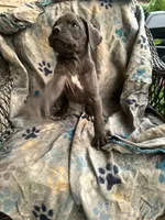 Girl #3 updated , a female Cane Corso for sale in Louisville, KY – 4 of 10