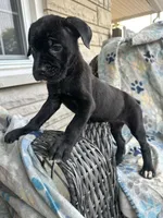 Girl # 4 , a female Cane Corso for sale in Louisville, KY – 5 of 10