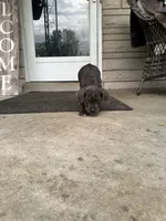 Boy #1 updated , a male Cane Corso for sale in Louisville, KY – 4 of 10