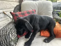 Stella , a female Cane Corso for sale in Louisville, KY – 4 of 7
