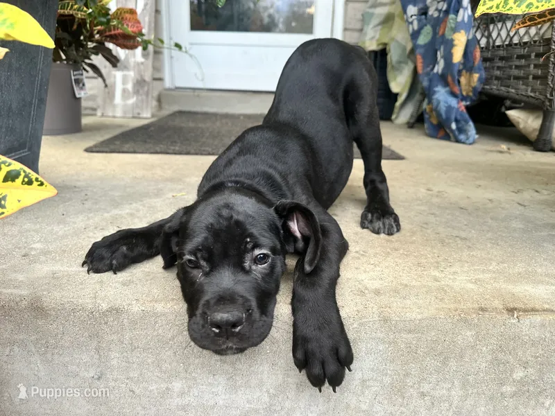 Max  – Cane Corso puppy for sale in Louisville, KY