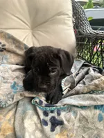 Girl #2 updated, a female Cane Corso for sale in Louisville, KY – 3 of 10