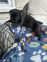 Girl # 1, a female Cane Corso for sale in Louisville, KY – 8 of 10