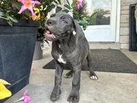 Sadie , a female Cane Corso for sale in Louisville, KY – 3 of 9