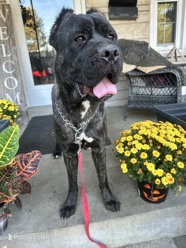 🇮🇹 Bane 🇮🇹