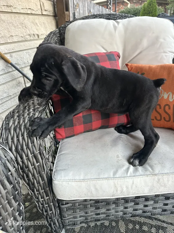 Layla  – Cane Corso puppy for sale in Louisville, KY