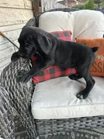 Layla , a female Cane Corso for sale in Louisville, KY – 2 of 7