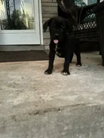 Boy #3 updated , a male Cane Corso for sale in Louisville, KY – 2 of 10