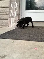 Girl #2 updated, a female Cane Corso for sale in Louisville, KY – 6 of 10