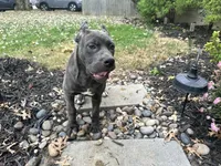 Sadie *champion Pedigree*, a female Cane Corso for sale in Louisville, KY – 9 of 10