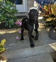 Max * ears cropped *, a male Cane Corso for sale in Louisville, KY – 5 of 8