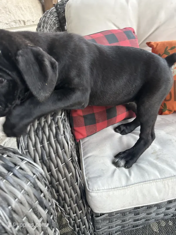Layla  – Cane Corso puppy for sale in Louisville, KY
