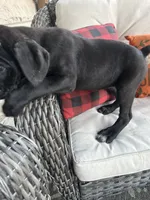 Layla , a female Cane Corso for sale in Louisville, KY – 1 of 7