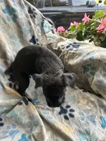 Girl # 2 , a female Cane Corso for sale in Louisville, KY – 3 of 7