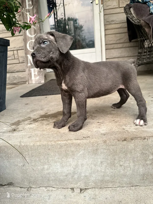 Girl #3 updated  – Cane Corso puppy for sale in Louisville, KY
