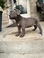 Girl #3 updated , a female Cane Corso for sale in Louisville, KY – 1 of 10