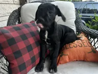 Max - Cane Corso , a female Cane Corso for sale in Louisville, KY – 6 of 7
