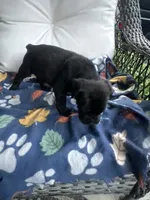 Girl # 4, a female Cane Corso for sale in Louisville, KY – 6 of 10