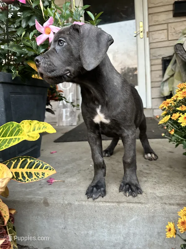 Sadie - Cane Corso  – Cane Corso puppy for sale in Louisville, KY