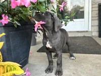 Sadie , a female Cane Corso for sale in Louisville, KY – 2 of 9